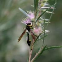 Mud Dauber